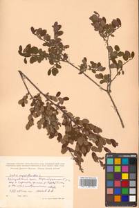 Salix myrtilloides L., Siberia, Russian Far East (S6) (Russia)