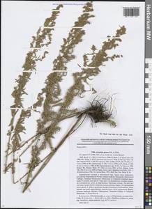 Artemisia glauca Pall. ex Willd., Eastern Europe, Eastern region (E10) (Russia)
