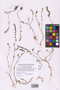 Atriplex patens (Litv.) Iljin, Eastern Europe, Middle Volga region (E8) (Russia)