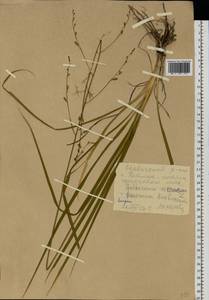 Anthericum ramosum L., Eastern Europe, Moldova (E13a) (Moldova)