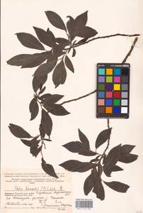 Salix myrsinifolia subsp. borealis (Fr.) Hyl., Eastern Europe, Northern region (E1) (Russia)