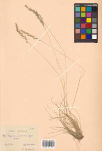 Festuca ovina L., Siberia, Russian Far East (S6) (Russia)