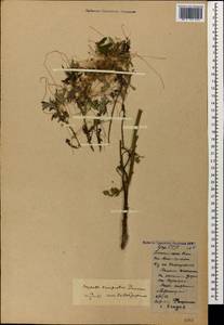 Cuscuta campestris Yunck., Caucasus, Georgia (K4) (Georgia)