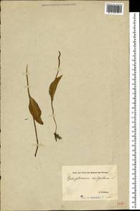 Ophioglossum vulgatum L., Eastern Europe, Estonia (E2c) (Estonia)