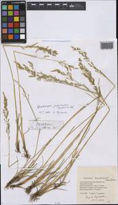 Deschampsia gulariantzii Prob. & Tzvelev, Siberia, Russian Far East (S6) (Russia)