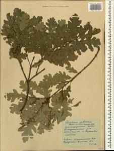 Quercus pubescens Willd., Caucasus, Black Sea Shore (from Novorossiysk to Adler) (K3) (Russia)