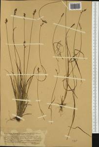 Carex brunnescens (Pers.) Poir., Western Europe (EUR) (Switzerland)