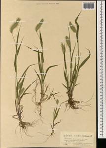 Setaria viridis (L.) P.Beauv., Mongolia (MONG) (Mongolia)