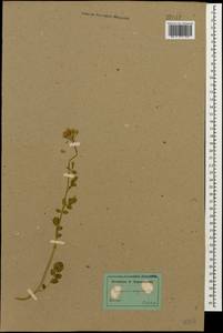 Cardamine uliginosa M.Bieb., Caucasus (no precise locality) (K0)