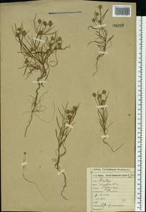 Plantago arenaria Waldst. & Kit., Eastern Europe, Central region (E4) (Russia)