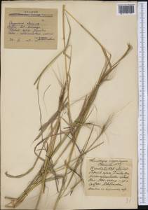 Poaceae, America (AMER) (Mexico)