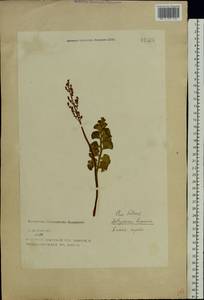 Botrychium lunaria (L.) Sw., Eastern Europe, North-Western region (E2) (Russia)