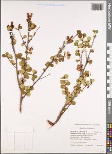 Betula glandulosa Michx., Siberia, Baikal & Transbaikal region (S4) (Russia)