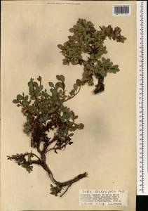 Salix berberifolia Pall., Mongolia (MONG) (Mongolia)