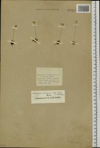 Androsace bungeana Schischk. & Bobrov, Siberia, Baikal & Transbaikal region (S4) (Russia)