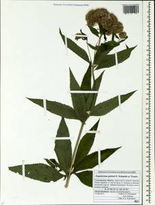 Eupatorium glehnii F. Schmidt ex Trautv., Siberia, Russian Far East (S6) (Russia)