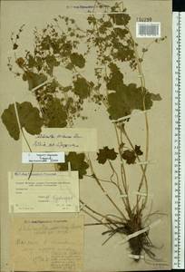 Alchemilla wichurae (Buser) Stefansson, Eastern Europe, Moscow region (E4a) (Russia)