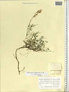Astragalus pallescens Bieb., Eastern Europe, Middle Volga region (E8) (Russia)