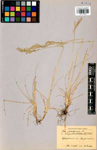 Poa angustifolia L., Siberia, Baikal & Transbaikal region (S4) (Russia)