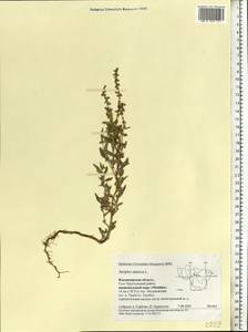 Atriplex tatarica L., Eastern Europe, Central region (E4) (Russia)