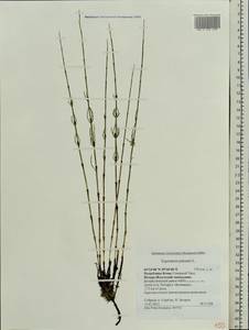 Equisetum palustre L., Eastern Europe, Northern region (E1) (Russia)