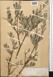 Salix rosmarinifolia L., Middle Asia, Northern & Central Tian Shan (M4) (Kazakhstan)