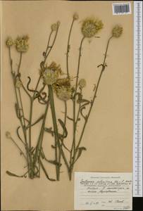 Centaurea salonitana Vis., Western Europe (EUR) (Bulgaria)