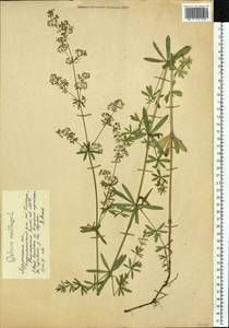Galium mollugo L., Eastern Europe, Northern region (E1) (Russia)