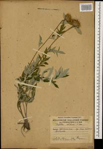 Psephellus colchicus Sosn., Caucasus, South Ossetia (K4b) (South Ossetia)