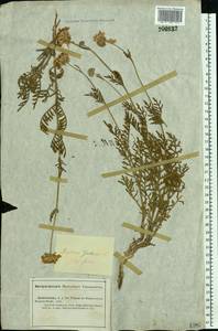 Lomelosia isetensis (L.) Soják, Middle Asia, Caspian Ustyurt & Northern Aralia (M8) (Kazakhstan)