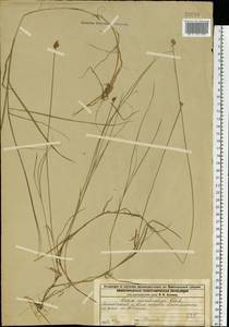 Carex chordorrhiza L.f., Eastern Europe, Volga-Kama region (E7) (Russia)