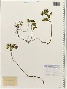 Phedimus stolonifer (S. G. Gmel.) 't Hart, Caucasus, Stavropol Krai, Karachay-Cherkessia & Kabardino-Balkaria (K1b) (Russia)