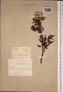 Anthriscus sylvestris subsp. sylvestris, Siberia, Altai & Sayany Mountains (S2) (Russia)