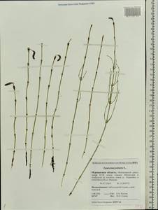 Equisetum palustre L., Eastern Europe, Northern region (E1) (Russia)