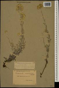 Cladochaeta candissima (M. Bieb.) DC., Caucasus, Dagestan (K2) (Russia)
