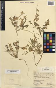 Astragalus turczaninovii Kar. & Kir., Middle Asia, Muyunkumy, Balkhash & Betpak-Dala (M9) (Kazakhstan)
