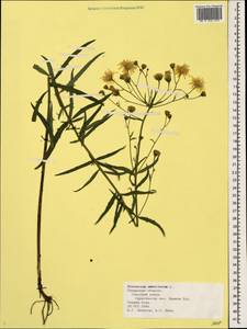 Hieracium umbellatum L., Eastern Europe, Central region (E4) (Russia)