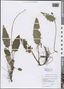 Hieracium, Eastern Europe, Moscow region (E4a) (Russia)