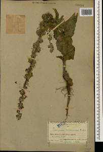 Verbascum gossypinum M. Bieb., Caucasus, Armenia (K5) (Armenia)