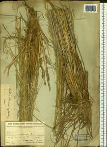 Neotrinia splendens (Trin.) M.Nobis, P.D.Gudkova & A.Nowak, Siberia, Baikal & Transbaikal region (S4) (Russia)