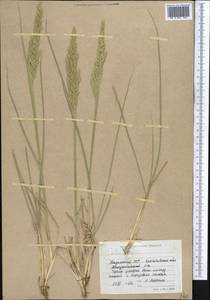 Calamagrostis, Middle Asia, Northern & Central Kazakhstan (M10) (Kazakhstan)