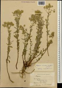 Odontarrhena muralis (Waldst. & Kit.) Endl., Caucasus, Stavropol Krai, Karachay-Cherkessia & Kabardino-Balkaria (K1b) (Russia)
