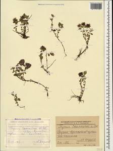 Thymus praecox subsp. caucasicus (Willd. ex Ronniger) Jalas, Caucasus, Georgia (K4) (Georgia)