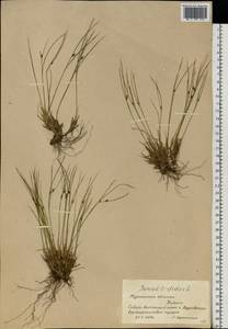 Oreojuncus trifidus (L.) Záv. Drábk. & Kirschner, Eastern Europe, Northern region (E1) (Russia)