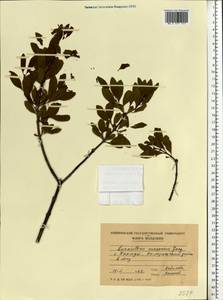 Loranthus europaeus Jacq., Eastern Europe, Moldova (E13a) (Moldova)