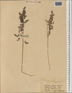 Calamagrostis purpurea (Trin.) Trin., Mongolia (MONG) (Mongolia)