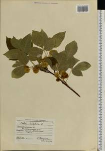 Ptelea trifoliata L., Eastern Europe, Lower Volga region (E9) (Russia)