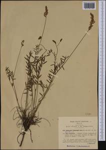 Onobrychis arenaria subsp. tommasinii (Jord.)Asch. & Graebn., Western Europe (EUR) (Italy)