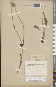 Klasea cardunculus (Pall.) Holub, Eastern Europe, Lower Volga region (E9) (Russia)