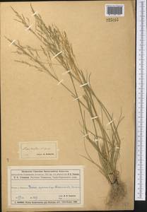 Puccinellia distans (Jacq.) Parl., Middle Asia, Muyunkumy, Balkhash & Betpak-Dala (M9) (Kazakhstan)